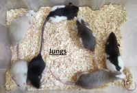 Süsse Ratten Kinder verschiedene Farben auch in Dumbo Sachsen-Anhalt - Magdeburg Vorschau