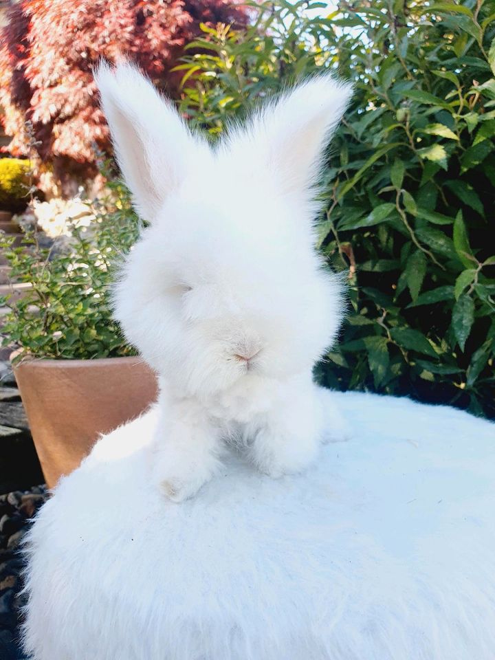 Englische English Angorakaninchen Hase Minilop Teddy Löwenköpf in Neustadt