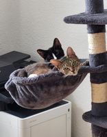 Wunderschöne Mila, süße Katze mit kleinem Winkeldefekt Schleswig-Holstein - Molfsee Vorschau