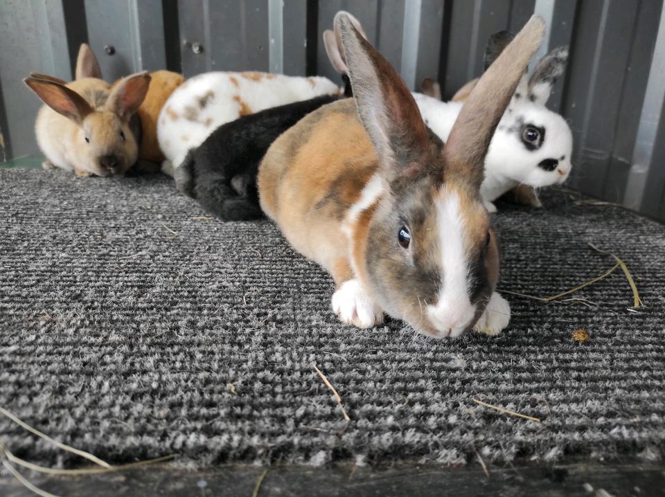 geimpfte Kaninchenbabys, bunte Rexe in Hetlingen