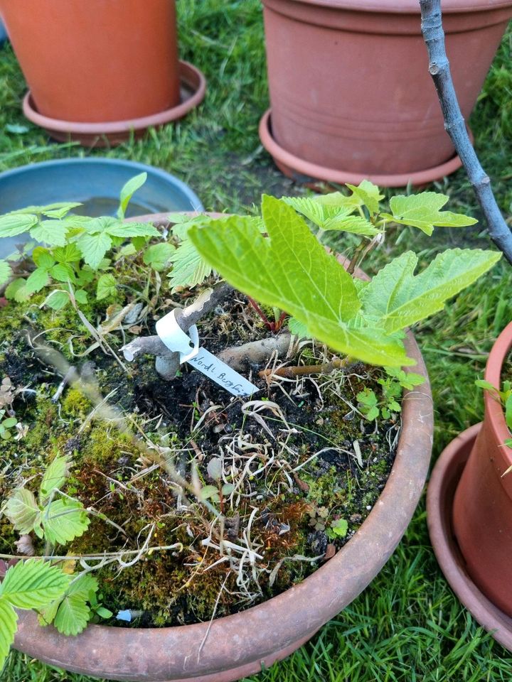 Noch 8 Feigen wegen Reduzierung der Sammlung ! Ficus carica ! in Albachten