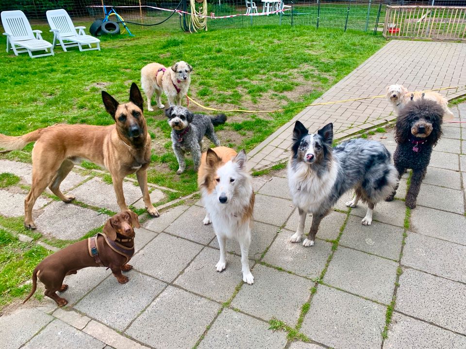 HuTa Hundetagesstätte Hundetraining Hundebetreuung  DogWalker in Krefeld