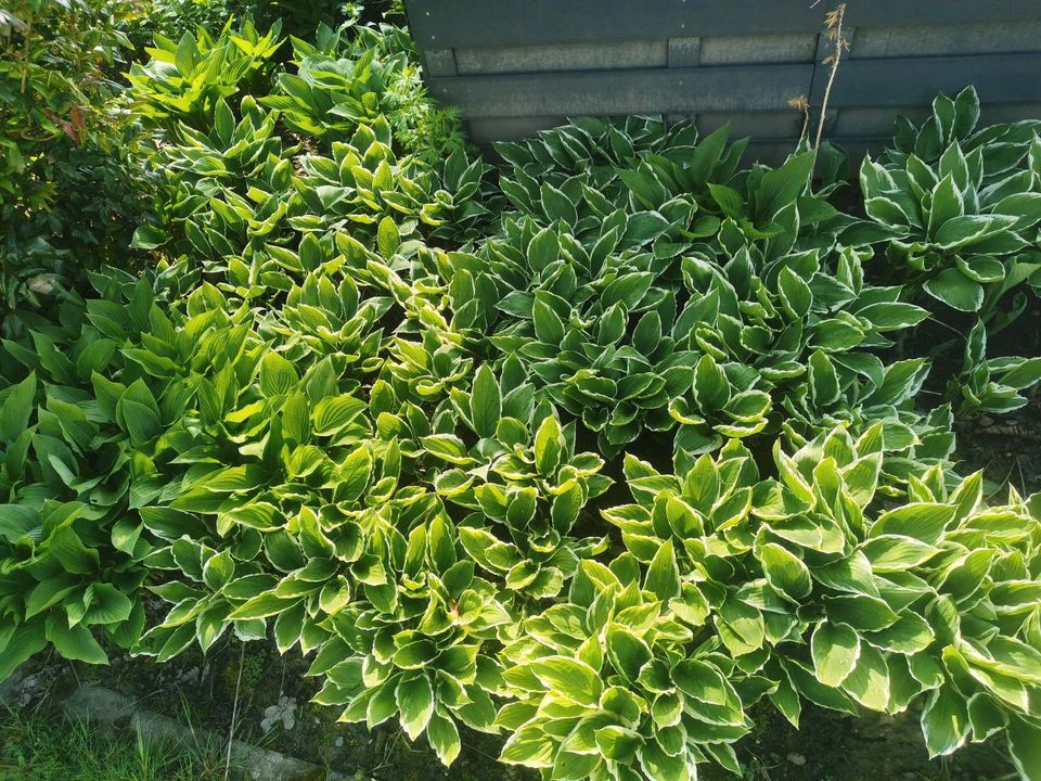 Funkie Hosta Herzblatt-Lilie Gartenpflanze Beet Blume in Stockach