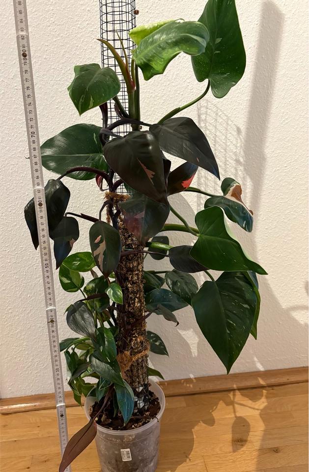 Philodendron Pink Princess White Wizzard Zimmerpflanze Moosstab in Dresden