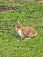 Löwenköpfchen Kaninchen schweren Herzens abzugeben Nordrhein-Westfalen - Rees Vorschau