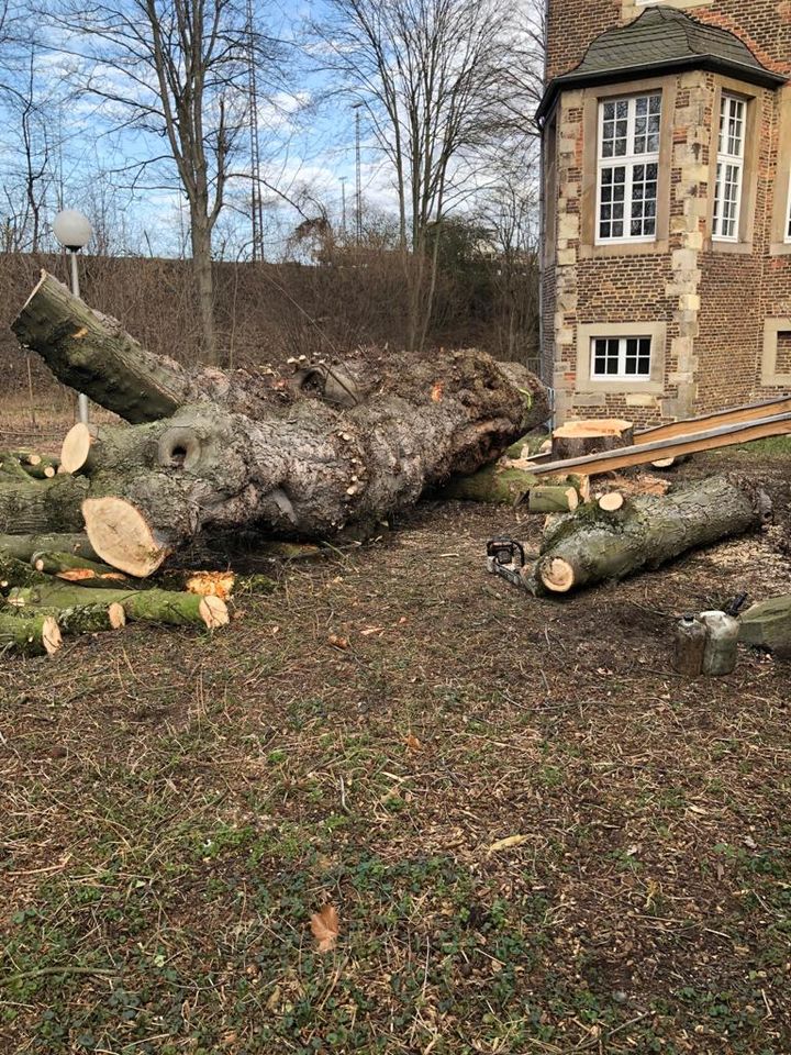 Baumpflege, Baum fällen, Baumfällung, Hecken, Abtransport in Moers