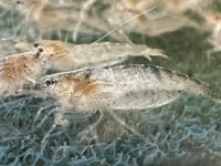 Cleaner Shrimp Garnelen Hessen - Herbstein Vorschau