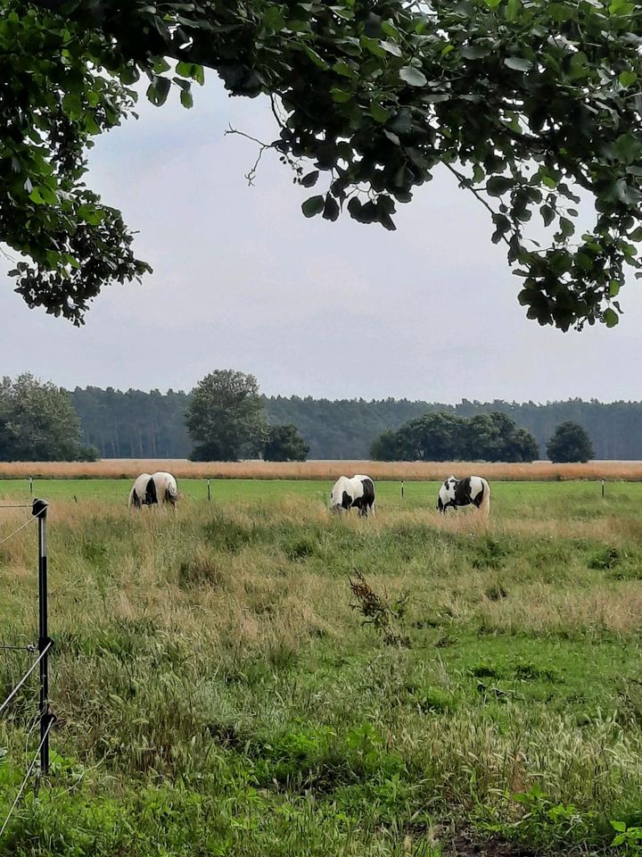 Reitbeteiligungen für Kinder, Jugendliche, leichte Erwachsene in Wollin bei Brandenburg an der Havel