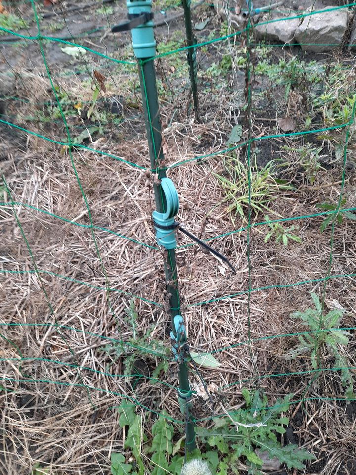 Rankgerüst maxi Rankgitter Pötzschke Kletterhilfe in Elsteraue