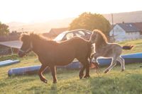 Ferienwohnung Kinder Ponyreiten Rhön Bauernhof Schafe FeWo Pony Bayern - Geroda Vorschau