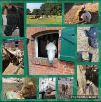 Kindergeburtstag mit Ponys, Pferden und ganz viel Spaß Schleswig-Holstein - Luschendorf  Vorschau