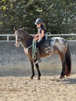 Brave Freizeitpferde für Einsteiger Familie Reitbetrieb Baden-Württemberg - Laupheim Vorschau