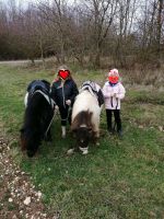 Ponyreiten, Shetty, reiten für Kinder, Reitstall Nordrhein-Westfalen - Erftstadt Vorschau