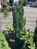 Thuja Lebensbaum Hecke Baden-Württemberg - Muggensturm Vorschau