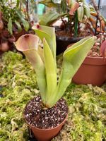 Heliamphora exappendiculata 'Giant' (Aprada-tepui) MS clone Baden-Württemberg - Bad Schussenried Vorschau