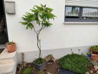 Essigbaum im Topf groß Hirschkolben Sumach Garten Terrasse Bayern - Geisenfeld Vorschau