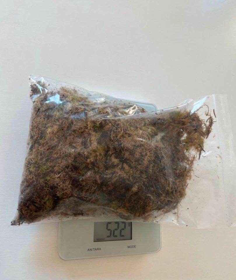 Sphagnum Moos / Pflanzen / 500g / Pflanzeableger in Chemnitz