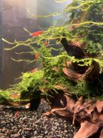 Aquarium tetra 60l Hessen - Alsfeld Vorschau