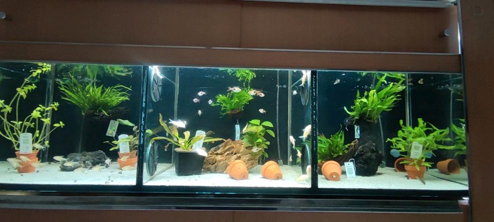 Aquarium Wasserpflanzen in Eggenfelden