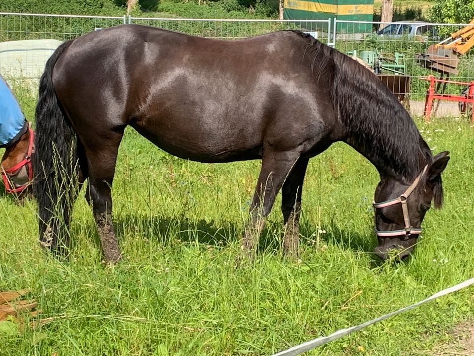 Reitbeteiligung für Friesen Mix Stute Lillith in Essen