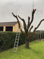 Zwetschgenholz Holz Äste Stamm Zwetschge Bayern - Weidenbach Vorschau