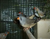 Wegen Verkauf des Hauses verschiedene Vögel ab zu geben Bayern - Tännesberg Vorschau