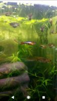 Schöne reinerbige blue star guppys Baden-Württemberg - Leutkirch im Allgäu Vorschau