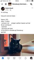 Kater Leo vermisst!!! Schleswig-Holstein - Harrislee Vorschau