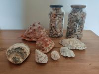 Muscheln und Schneckenhäuser verschiedene Größen Nordrhein-Westfalen - Solingen Vorschau