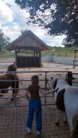 Pony reiten und pflegen für meine 6 jährige Tochter Niedersachsen - Harpstedt Vorschau