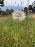 Gartengrundstück in Dreieich Sprendlingen zu pachten oder kaufen Hessen - Dreieich Vorschau