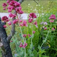 Spornblume winterharte Staude auch als Samen Leipzig - Großzschocher Vorschau