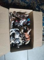 Schleich Pferde, Ponys, Fohlen, sonstige Tiere Essen - Essen-Borbeck Vorschau