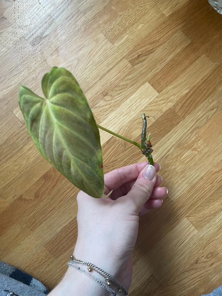 Stecklinge Philodendron Splendid (Melanochrysum x Verrucosum) in Griesheim
