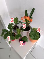 Wunderschöne Pflanzen ab 4€ Hessen - Homberg Vorschau
