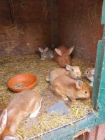 Rote Neuseeländer Kaninchen !! Nordrhein-Westfalen - Haltern am See Vorschau