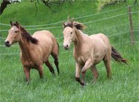 Appendix Horse Wallach, amber champagne, 04/2022 Baden-Württemberg - Waldshut-Tiengen Vorschau