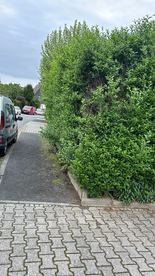 Heckenschnitt, Garten-Grundstückspflege, Vermietung uvm in Pfungstadt