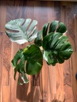 Monstera deliciosa borsigiana variegata Dresden - Seevorstadt-Ost/Großer Garten Vorschau