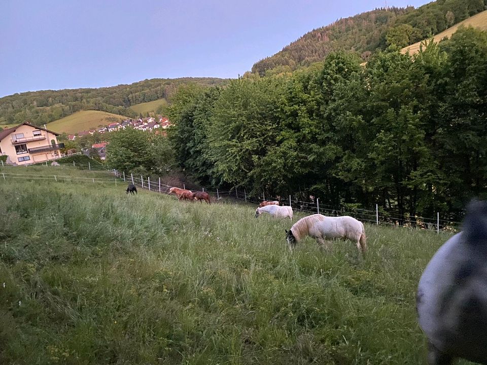 Offenstallplatz-Pferdeboxen in Gorxheimertal