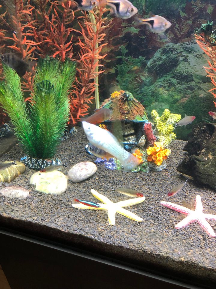 Aquarium + Unterschrank mit Zubehör und Fische in Leverkusen