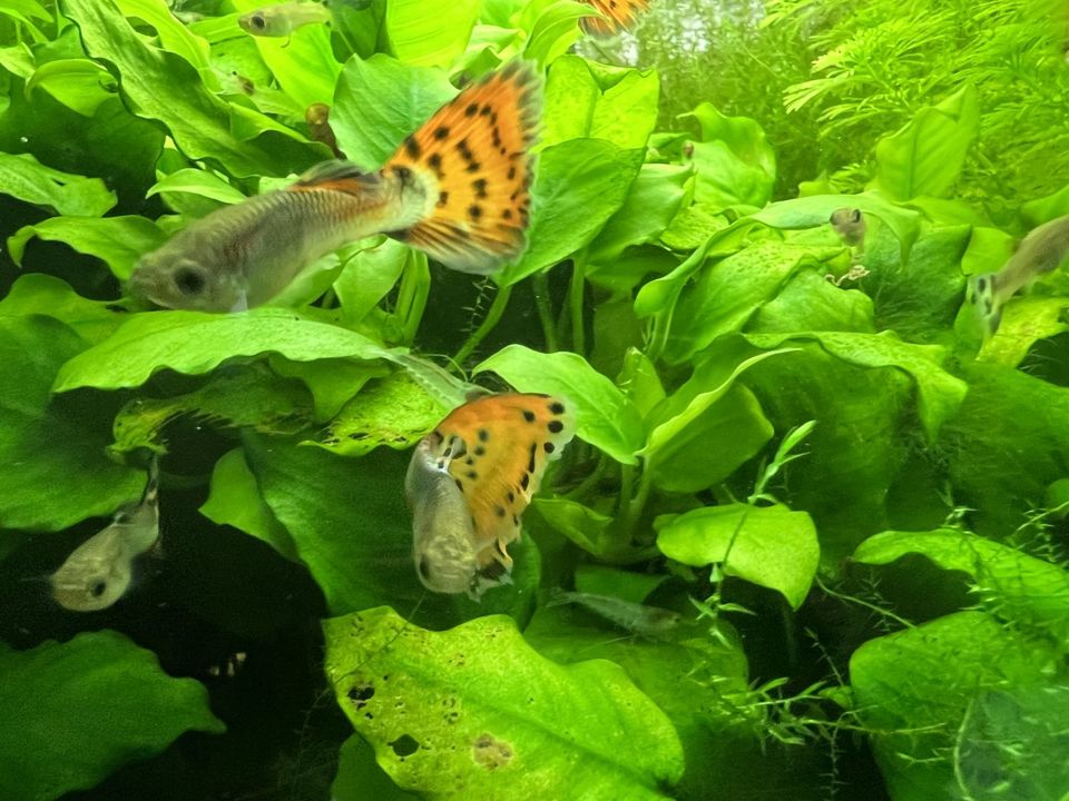 Cobra / Blue Sapphire Guppys - Poecilia Reticulata in Rüthen