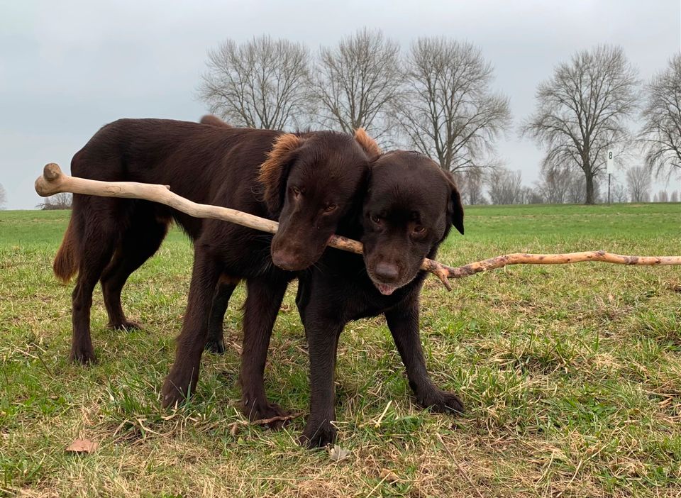 Hundeausführdienst / Gassiservice / Dogwalking in Düsseldorf