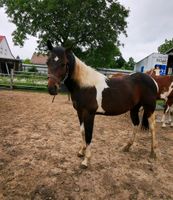 Paint Horse Hengst Jährling zu verkaufen Sachsen-Anhalt - Veltensmühle Vorschau