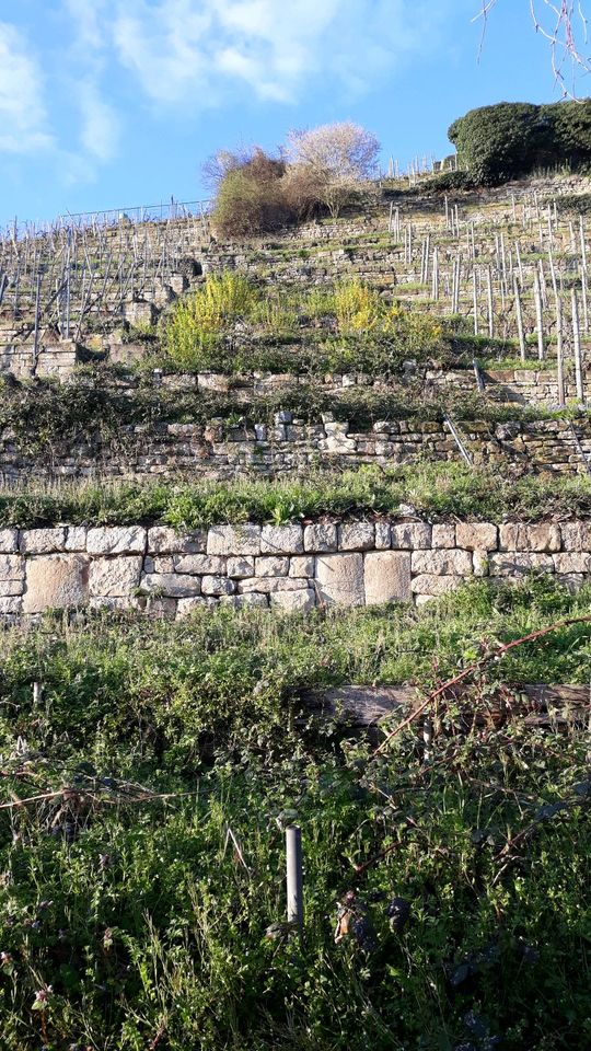 Garten in Benningen zu verkaufen in Freiberg am Neckar