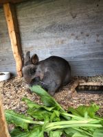 Schönes Zwergkaninchen Nordrhein-Westfalen - Hüllhorst Vorschau