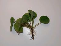 Ableger Pilea/ Geldbaum/ Ufopflanze Hessen - Messel Vorschau