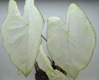 Caladium und Syngonium: Große Auswahl bei www.ich-mag-pflanzen.de Niedersachsen - Breddorf Vorschau