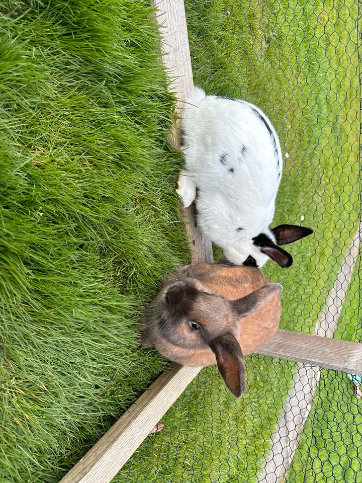 Kaninchen Mänchen in Katlenburg-Lindau