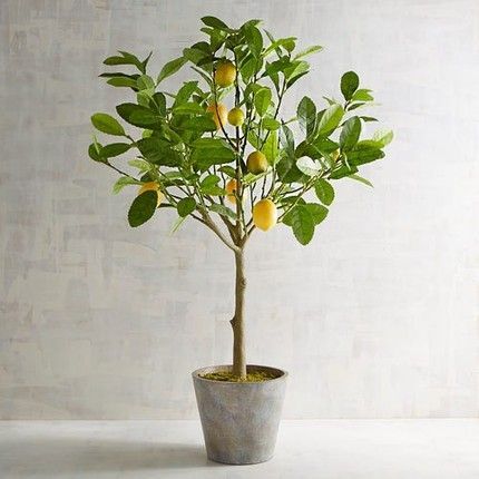 ✅NEU✅WOW Echter Zitronenbaum 80-100cm Zitrone Citrus Limon 2 in Leipzig